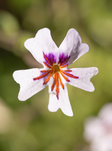 Jamesbrittenia racemosa (Jamesbrittenia racemosa)