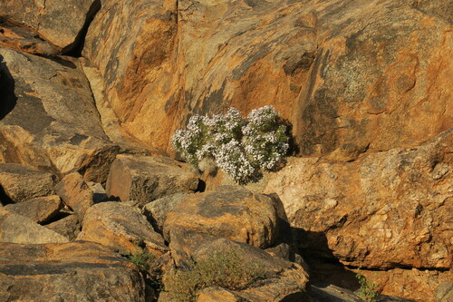 Jamesbrittenia ramosissima (Jamesbrittenia ramosissima)