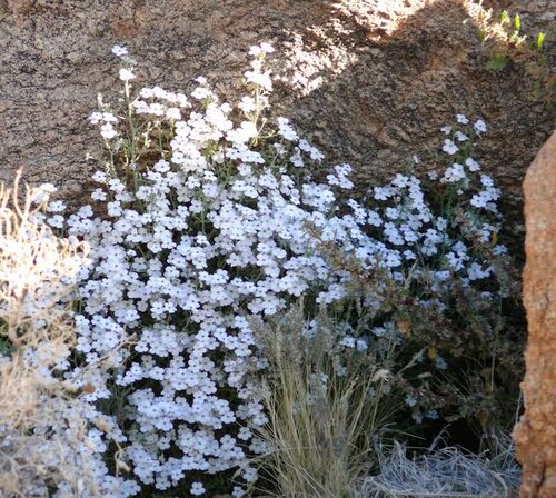 Jamesbrittenia ramosissima: Jamesbrittenia ramosissima near Augrabies, South Africa