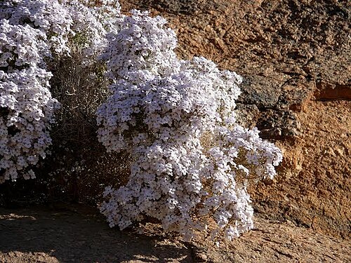 Jamesbrittenia ramosissima: Jamesbrittenia ramosissima near Augrabies, South Africa