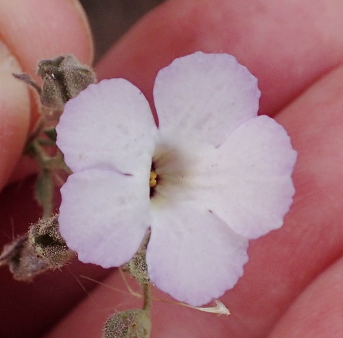 Jamesbrittenia ramosissima (Jamesbrittenia ramosissima)