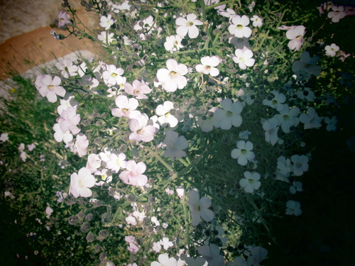 Jamesbrittenia ramosissima (Jamesbrittenia ramosissima)