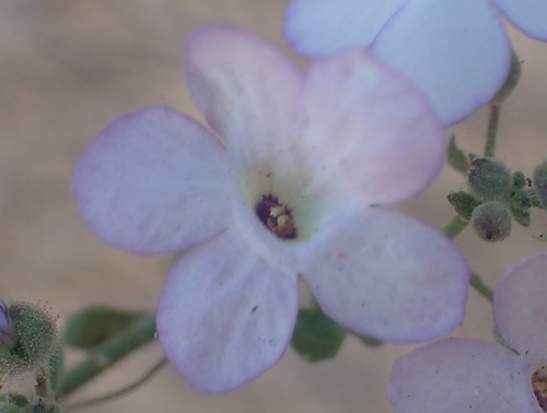 Jamesbrittenia ramosissima (Jamesbrittenia ramosissima)