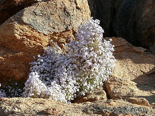 Jamesbrittenia ramosissima: Jamesbrittenia ramosissima near Augrabies, South Africa