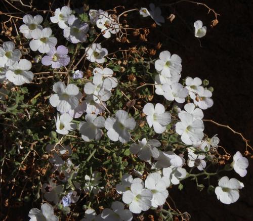 Jamesbrittenia ramosissima (Jamesbrittenia ramosissima)