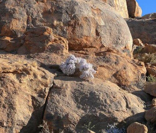 Jamesbrittenia ramosissima: Jamesbrittenia ramosissima near Augrabies, South Africa