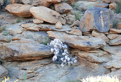 Jamesbrittenia ramosissima: Jamesbrittenia ramosissima near Augrabies, South Africa