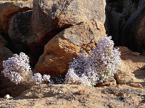 Jamesbrittenia ramosissima: Jamesbrittenia ramosissima near Augrabies, South Africa