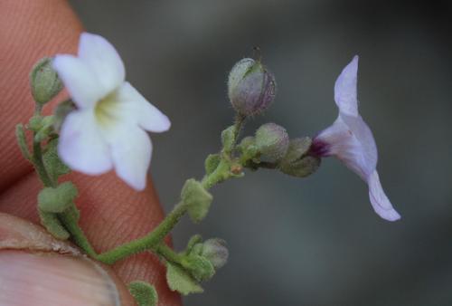 Jamesbrittenia ramosissima (Jamesbrittenia ramosissima)