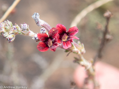 Jamesbrittenia stricta (Jamesbrittenia stricta)