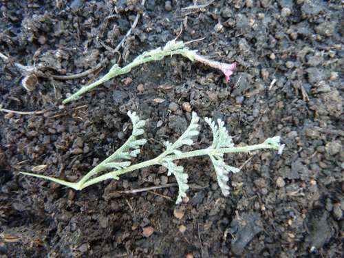 Jamesbrittenia stricta (Jamesbrittenia stricta)