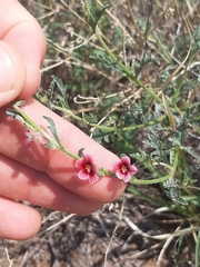 Jamesbrittenia stricta (Jamesbrittenia stricta)