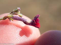 Jamesbrittenia stricta (Jamesbrittenia stricta)
