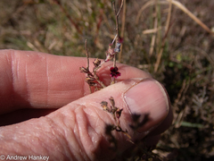 Jamesbrittenia stricta (Jamesbrittenia stricta)