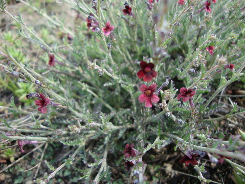 Jamesbrittenia stricta (Jamesbrittenia stricta)