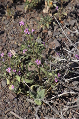 Jamesbrittenia thunbergii (Jamesbrittenia thunbergii)