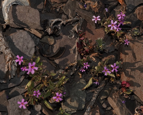 Jamesbrittenia thunbergii (Jamesbrittenia thunbergii)