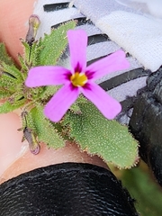 Jamesbrittenia thunbergii (Jamesbrittenia thunbergii)