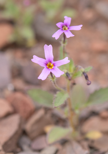 Jamesbrittenia thunbergii (Jamesbrittenia thunbergii)