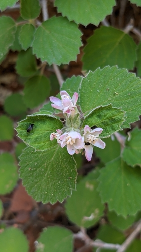 Fivepetal cliffbush (Jamesia americana)