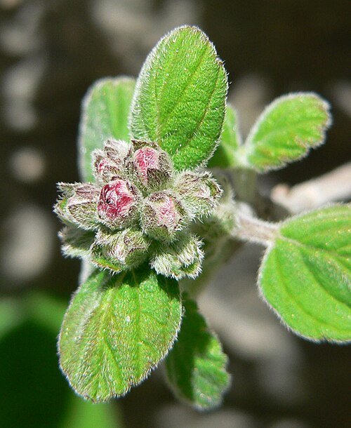 Fivepetal cliffbush: Jamesia americana at Mary Jane Falls, Kyle Canyon, Spring Mountains, southern Nevada
