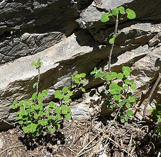 Fivepetal cliffbush: Jamesia americana at Mary Jane Falls, Kyle Canyon, Spring Mountains, southern Nevada