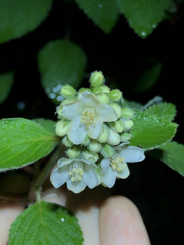 Fivepetal cliffbush (Jamesia americana)