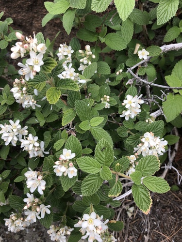 Fivepetal cliffbush (Jamesia americana)