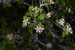 Fivepetal cliffbush (Jamesia americana)