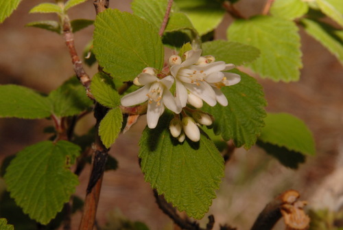 Fivepetal cliffbush (Jamesia americana)