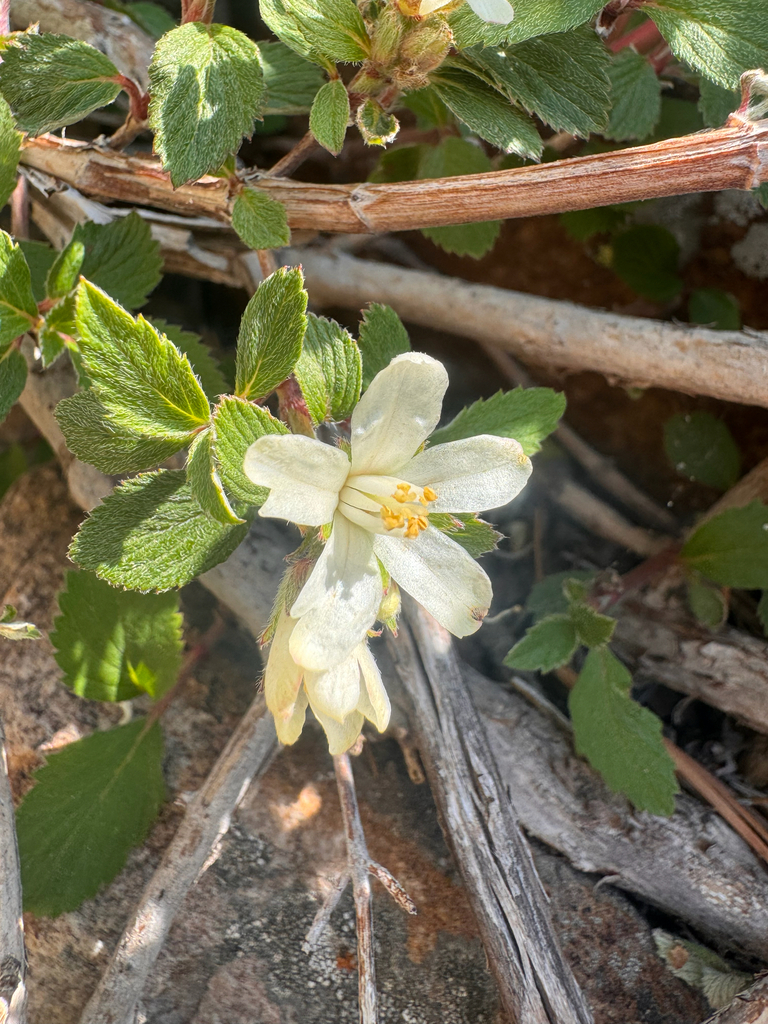 Fivepetal cliffbush (Jamesia americana)
