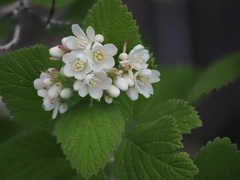 Fivepetal cliffbush (Jamesia americana)