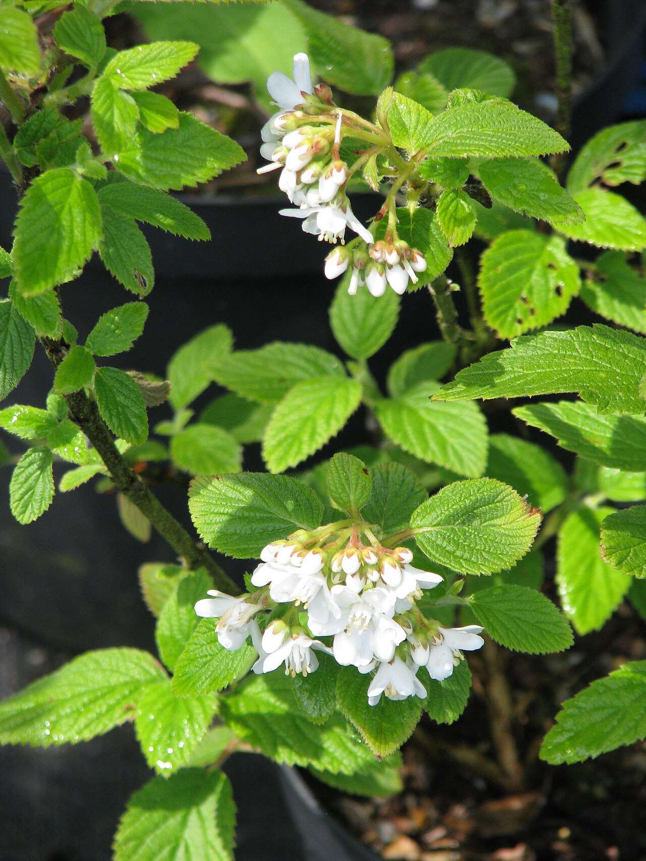 Fivepetal cliffbush: I have it on good authority that this doesn't flower in the UK...