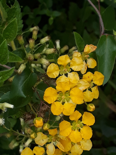 Janusia guaranitica (Janusia guaranitica)