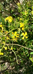 Janusia guaranitica (Janusia guaranitica)