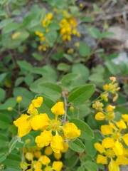 Janusia guaranitica (Janusia guaranitica)