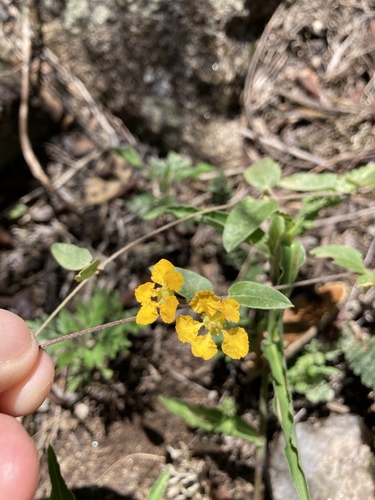 Janusia guaranitica (Janusia guaranitica)