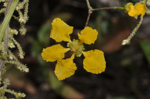 Janusia guaranitica (Janusia guaranitica)