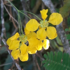 Janusia guaranitica (Janusia guaranitica)