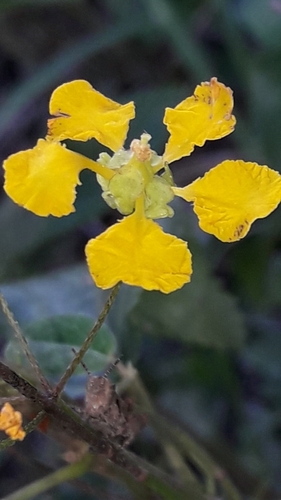 Janusia guaranitica (Janusia guaranitica)