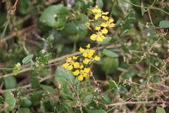 Janusia guaranitica (Janusia guaranitica)