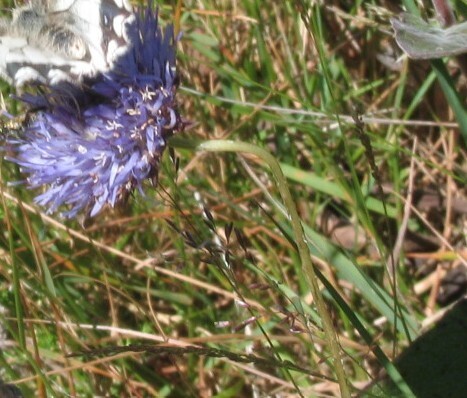 Sheepbit (Jasione montana)