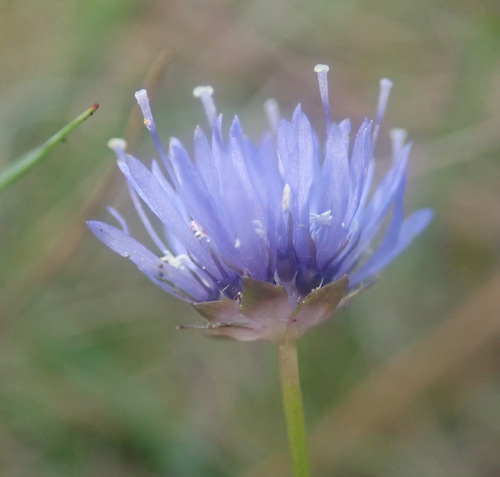 Sheepbit (Jasione montana)