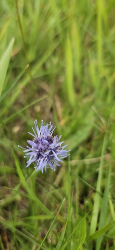 Sheepbit (Jasione montana)