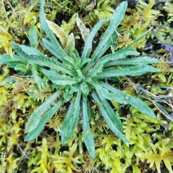 Sheepbit (Jasione montana)