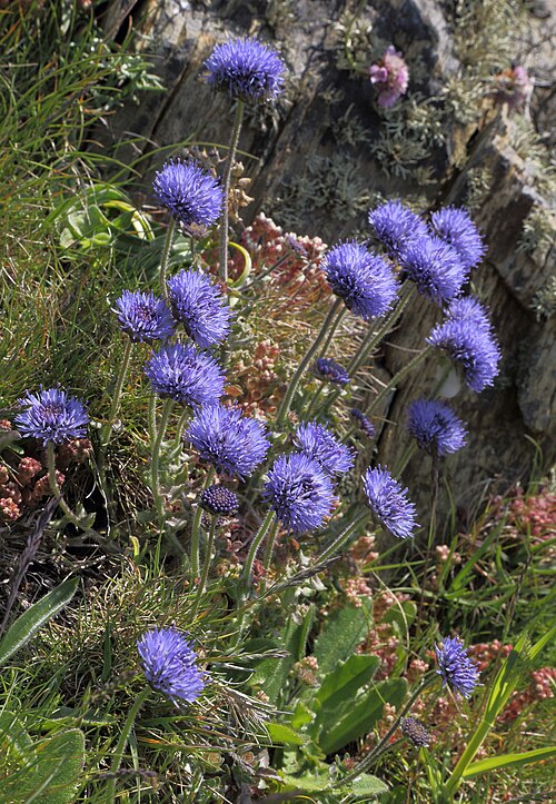 Sheepbit: Sheep's bit growing on the cliff top at Ynys Lawd, Anglesey