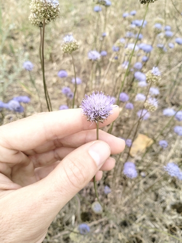 Sheepbit (Jasione montana)