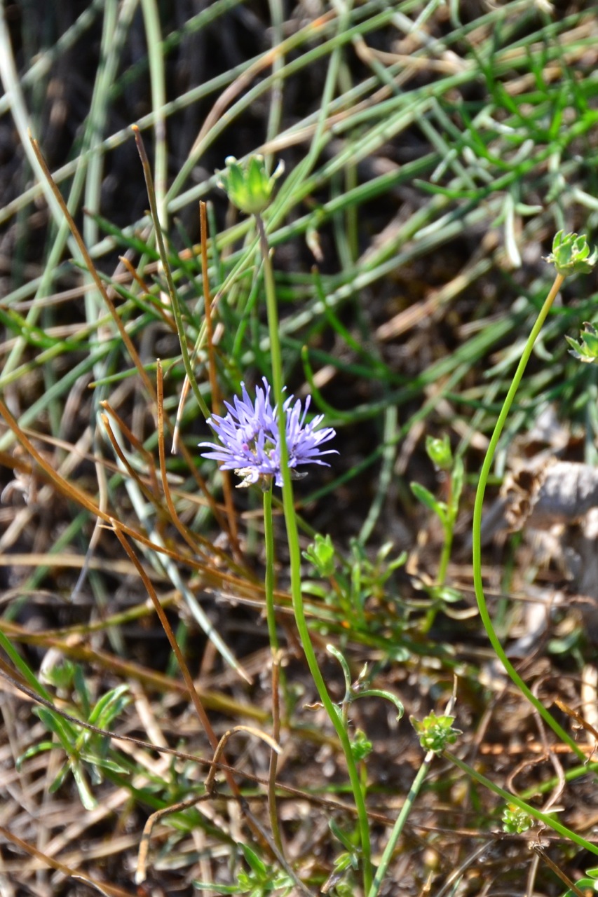 Sheepbit: Jasione montana
