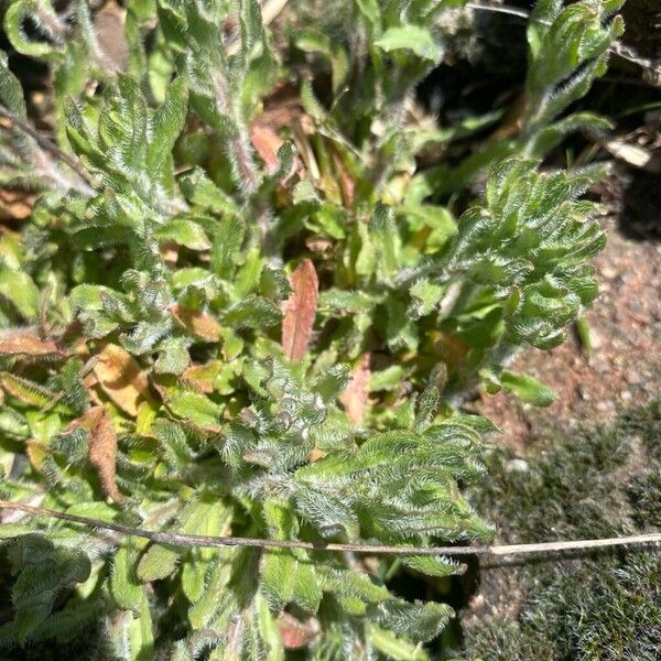 Sheepbit (Jasione montana)