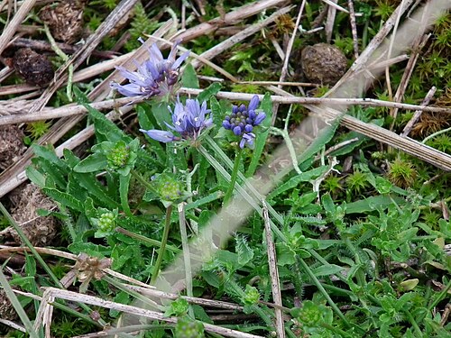 Sheepbit: Berg-Sandglöckchen (Jasione montana) im Wäldchen auf der ostfriesischen Nordseeinsel Juist